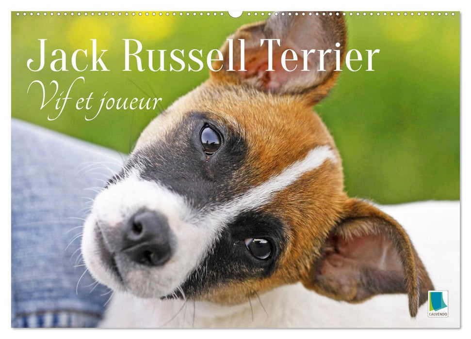 Jack Russell Terrier : vif et joueur (CALVENDO Calendrier mensuel 2026)