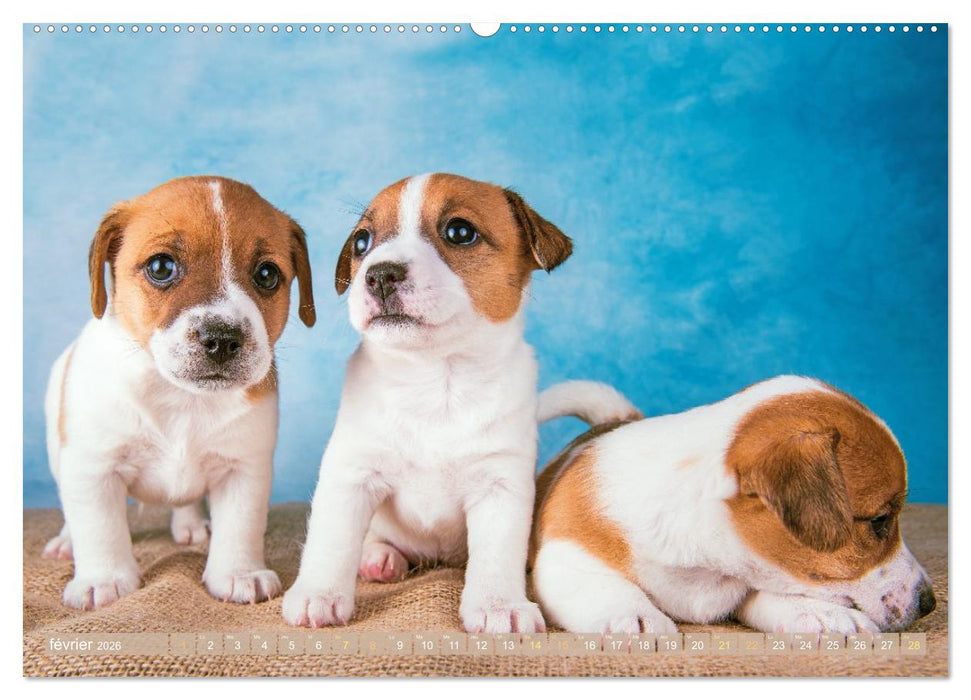 Jack Russell Terrier : vif et joueur (CALVENDO Calendrier mensuel 2026)