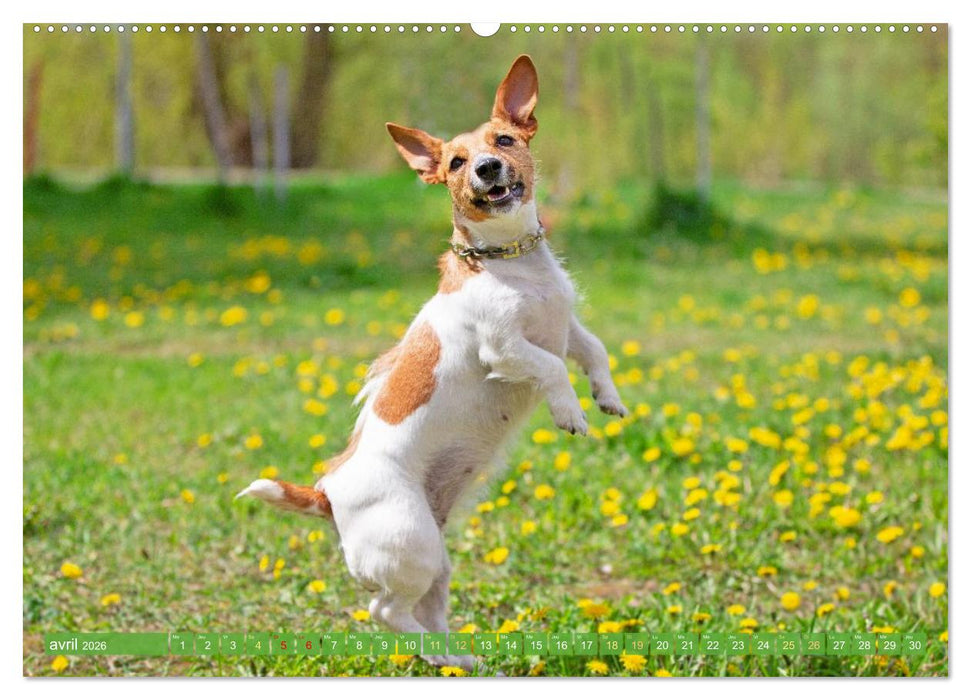Jack Russell Terrier : vif et joueur (CALVENDO Calendrier mensuel 2026)