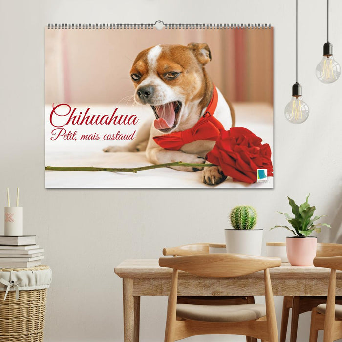 Chihuahua : petit, mais costaud (CALVENDO Calendrier mensuel 2026)