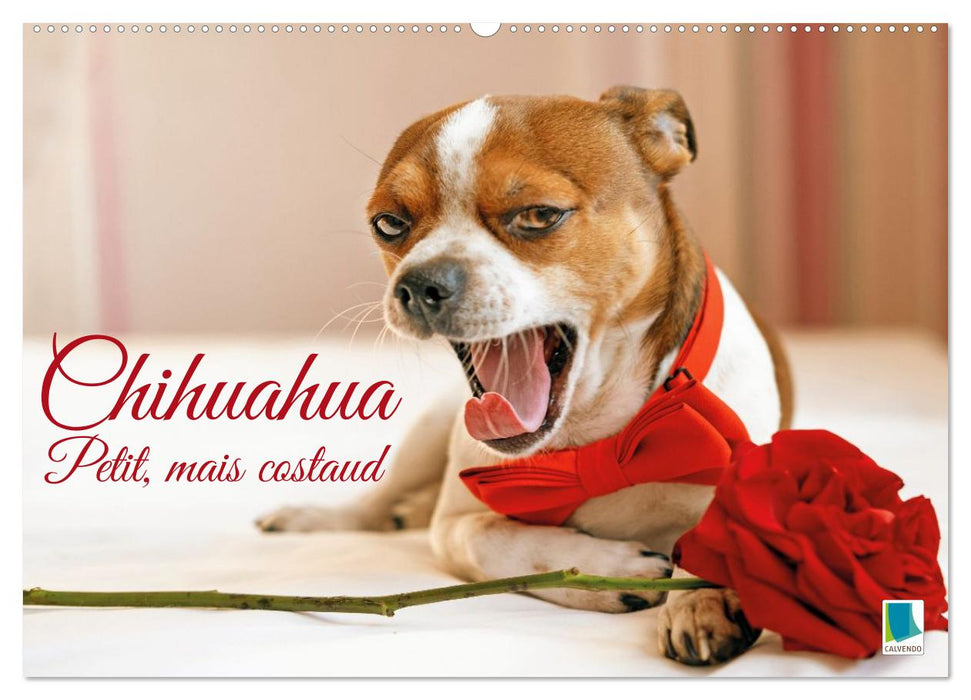 Chihuahua : petit, mais costaud (CALVENDO Calendrier mensuel 2026)
