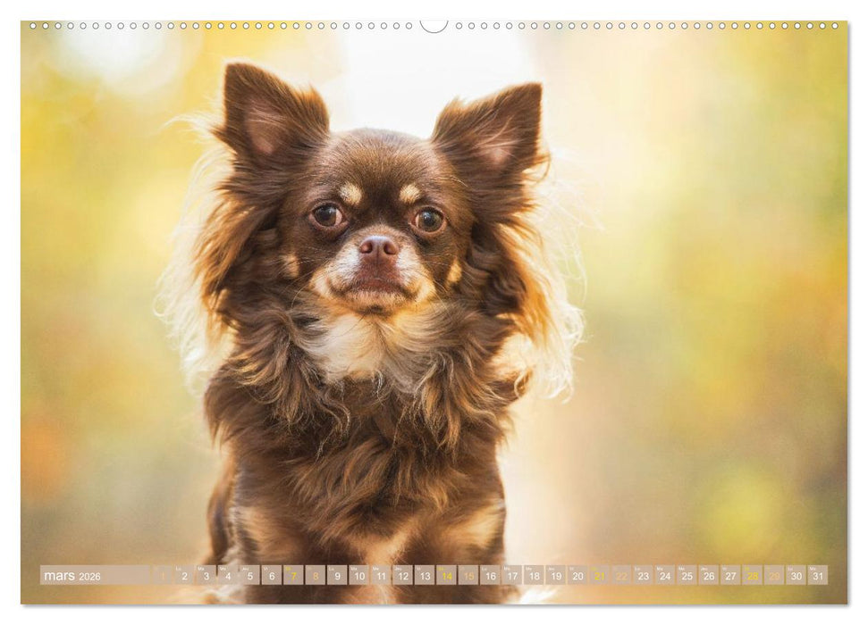 Chihuahua : petit, mais costaud (CALVENDO Calendrier mensuel 2026)
