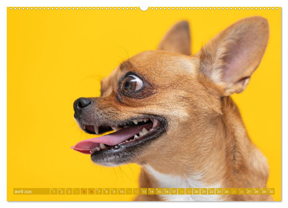 Chihuahua : petit, mais costaud (CALVENDO Calendrier mensuel 2026)