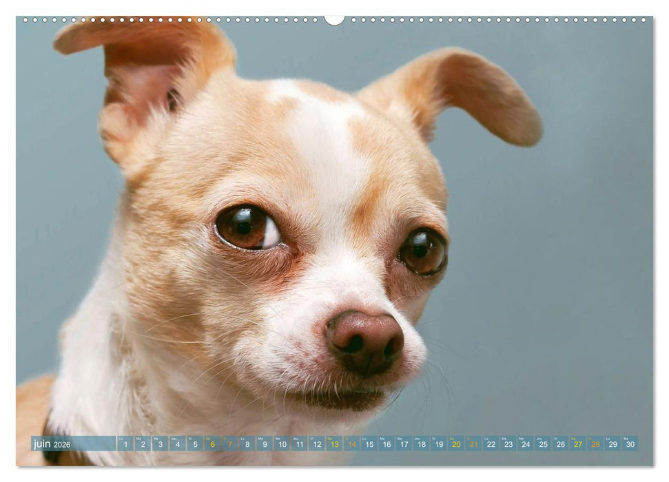 Chihuahua : petit, mais costaud (CALVENDO Calendrier mensuel 2026)
