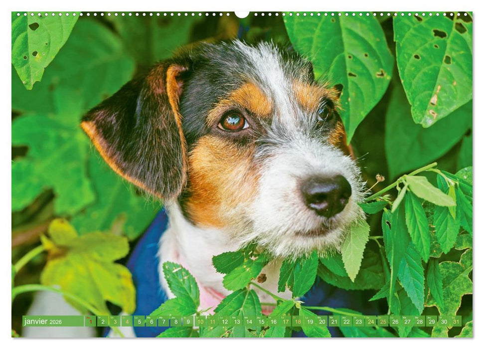 Jack Russell Terrier : vif et joueur (CALVENDO Calendrier supérieur 2026)