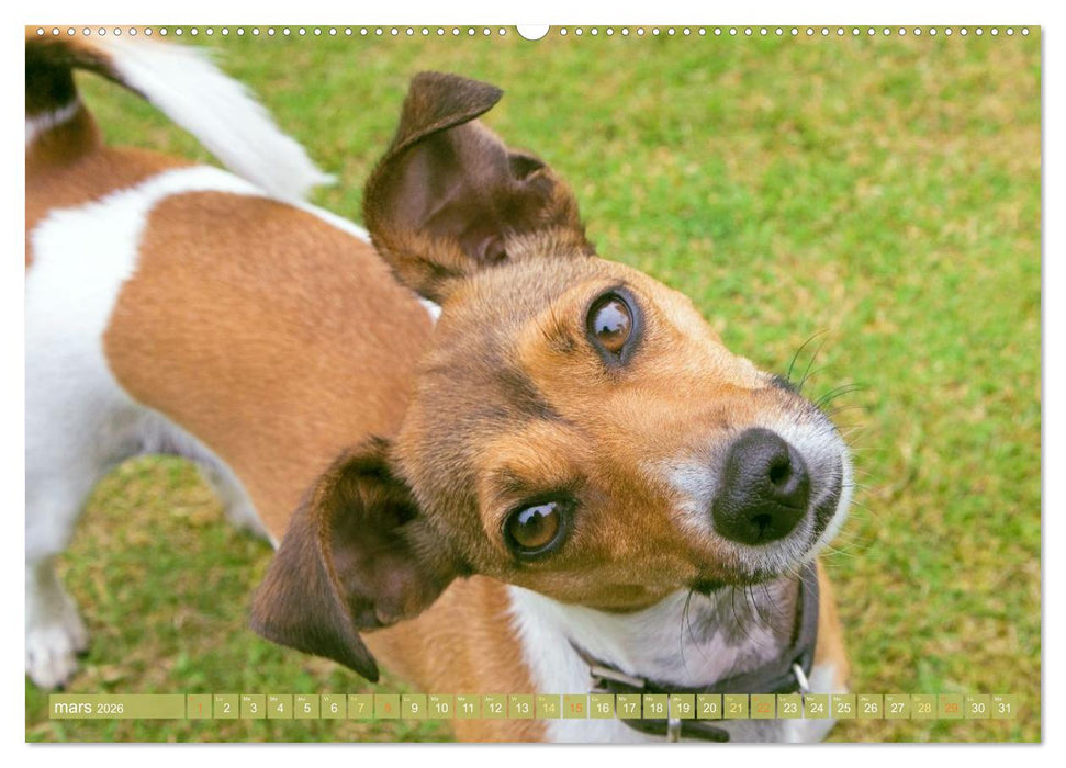 Jack Russell Terrier : vif et joueur (CALVENDO Calendrier supérieur 2026)
