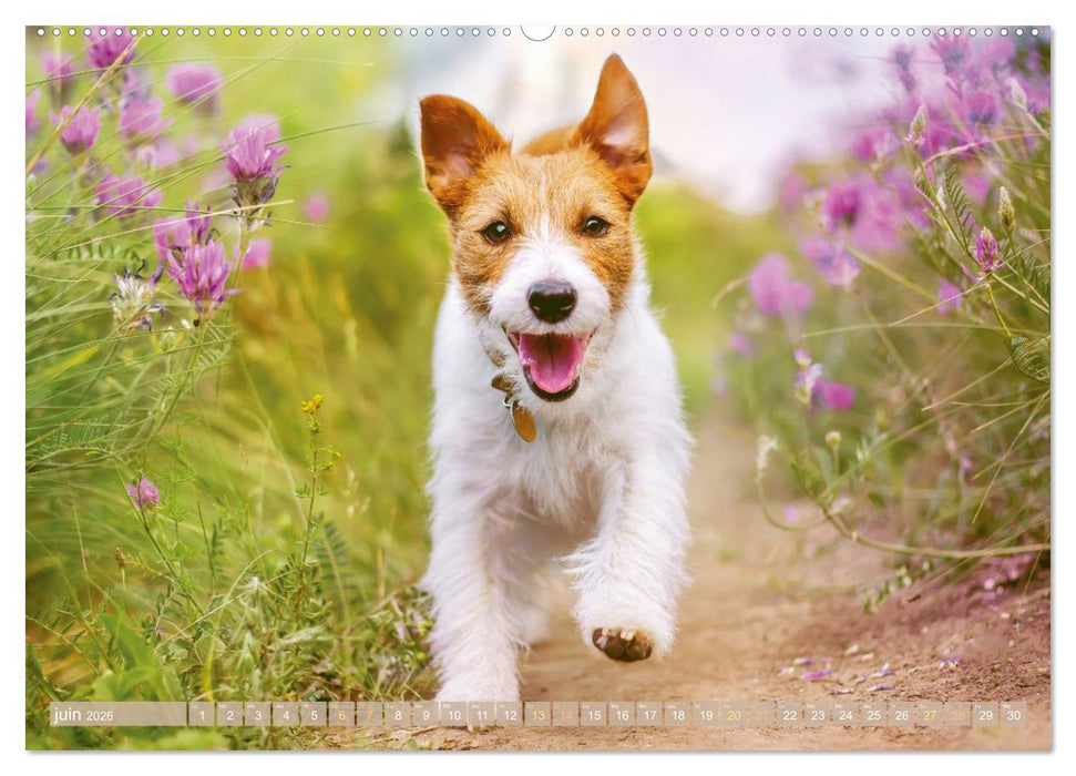 Jack Russell Terrier : vif et joueur (CALVENDO Calendrier supérieur 2026)
