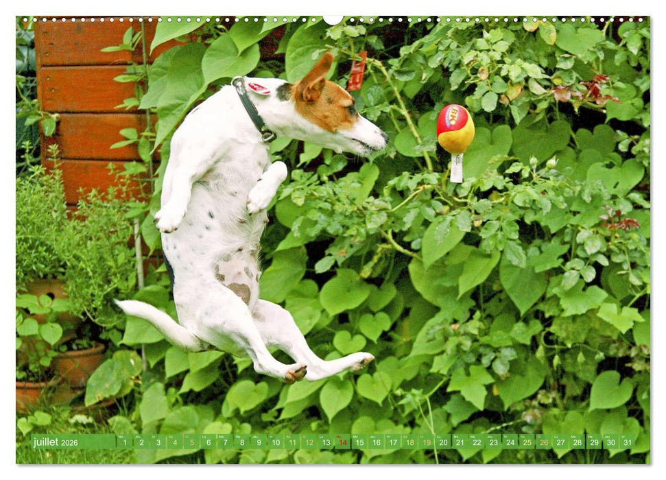 Jack Russell Terrier : vif et joueur (CALVENDO Calendrier supérieur 2026)