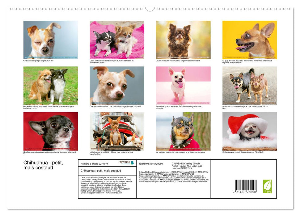 Chihuahua : petit, mais costaud (CALVENDO Calendrier supérieur 2026)