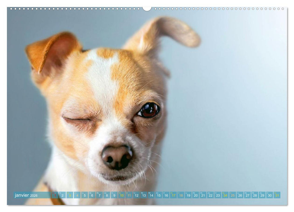 Chihuahua : petit, mais costaud (CALVENDO Calendrier supérieur 2026)