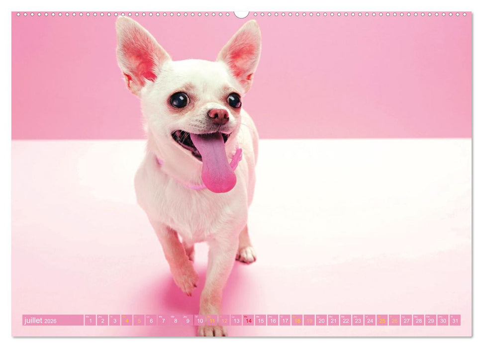Chihuahua : petit, mais costaud (CALVENDO Calendrier supérieur 2026)