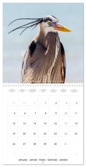 The beauty of herons and egrets (CALVENDO Monthly Calendar 2026)