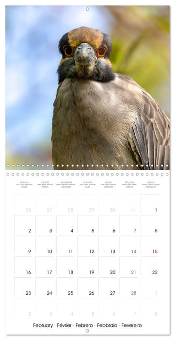 The beauty of herons and egrets (CALVENDO Monthly Calendar 2026)