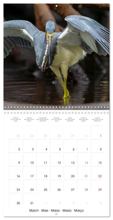 The beauty of herons and egrets (CALVENDO Monthly Calendar 2026)
