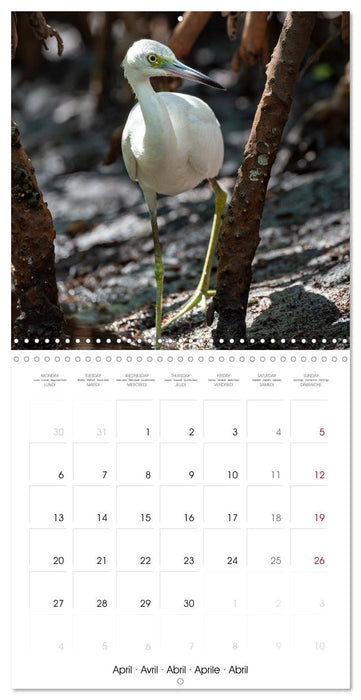 The beauty of herons and egrets (CALVENDO Monthly Calendar 2026)
