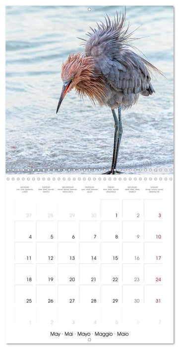 The beauty of herons and egrets (CALVENDO Monthly Calendar 2026)