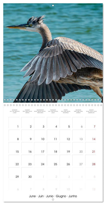 The beauty of herons and egrets (CALVENDO Monthly Calendar 2026)