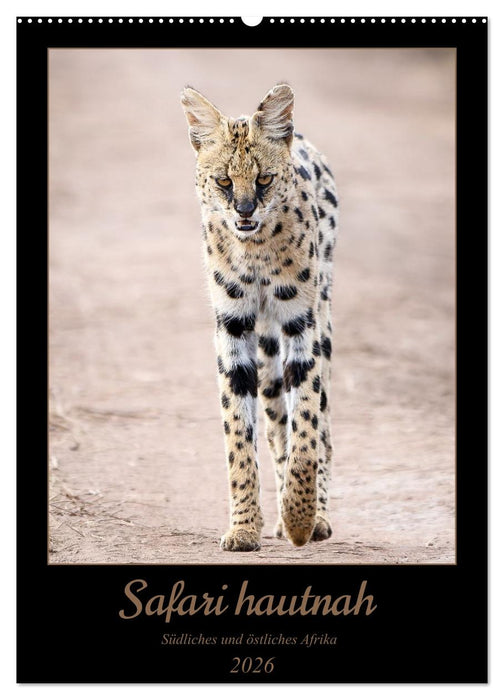 Safari hautnah - Südliches und östliches Afrika (CALVENDO Wandkalender 2026)