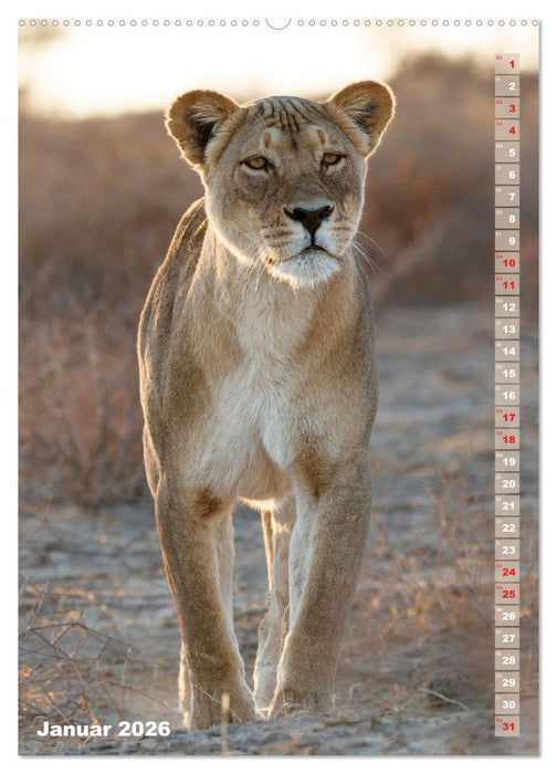 Safari hautnah - Südliches und östliches Afrika (CALVENDO Wandkalender 2026)