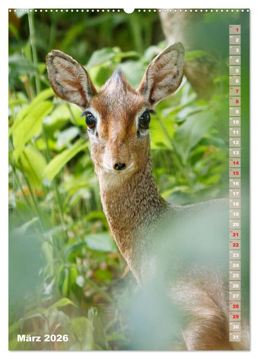 Safari hautnah - Südliches und östliches Afrika (CALVENDO Wandkalender 2026)