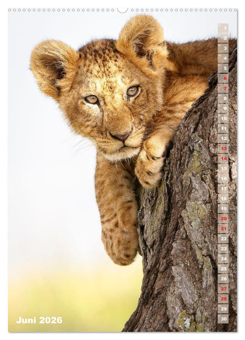 Safari hautnah - Südliches und östliches Afrika (CALVENDO Wandkalender 2026)