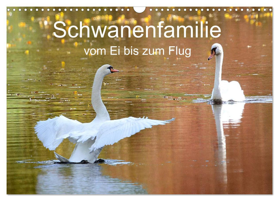 Schwanenfamilie, vom Ei bis zum Fliegen. (CALVENDO Wandkalender 2026)