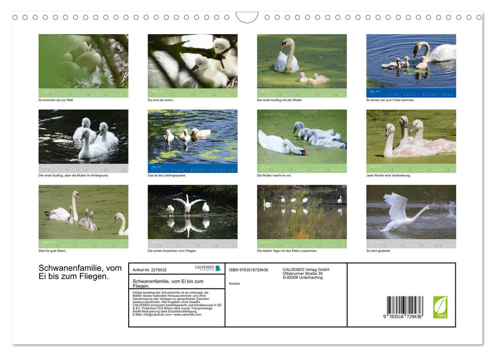 Schwanenfamilie, vom Ei bis zum Fliegen. (CALVENDO Wandkalender 2026)