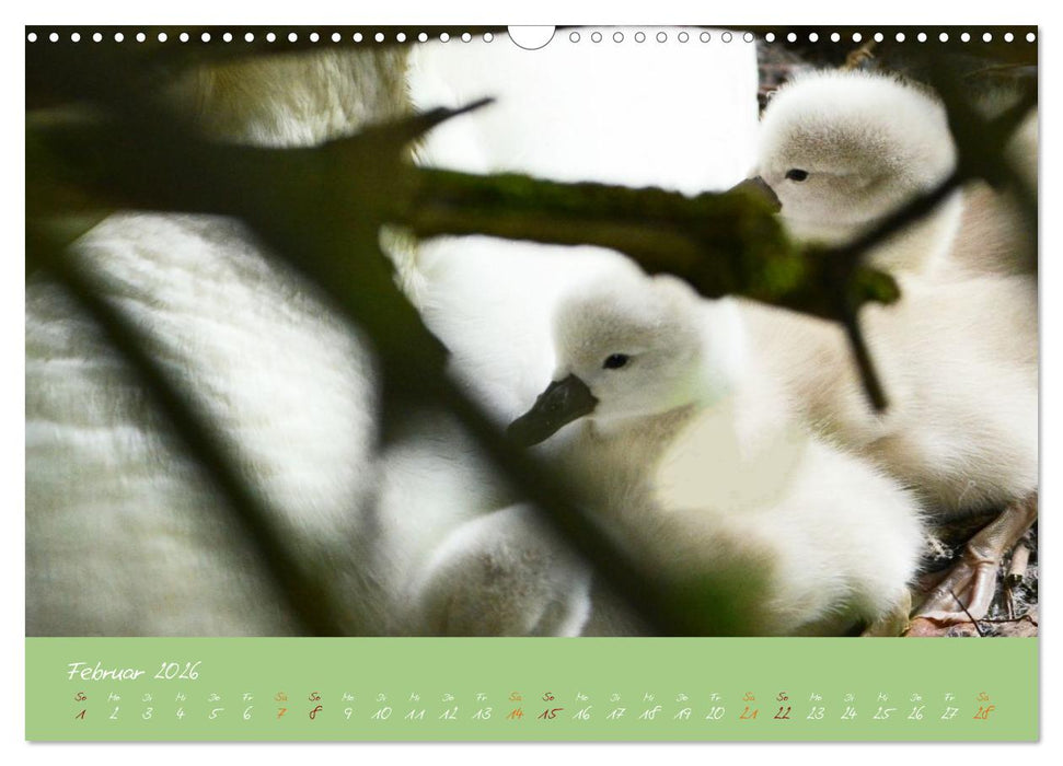 Schwanenfamilie, vom Ei bis zum Fliegen. (CALVENDO Wandkalender 2026)