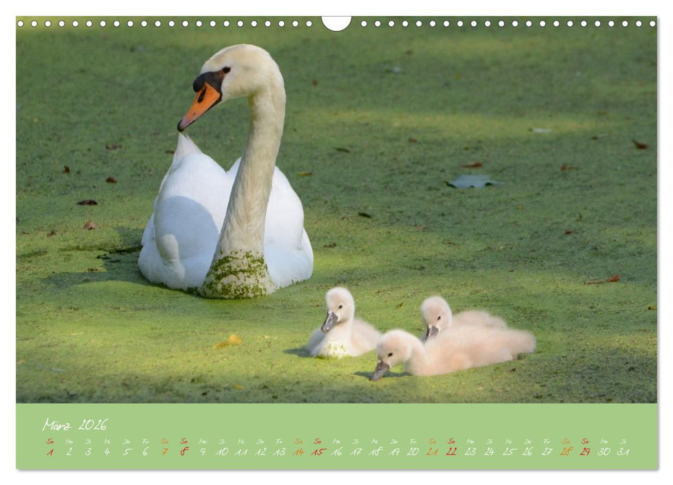 Schwanenfamilie, vom Ei bis zum Fliegen. (CALVENDO Wandkalender 2026)