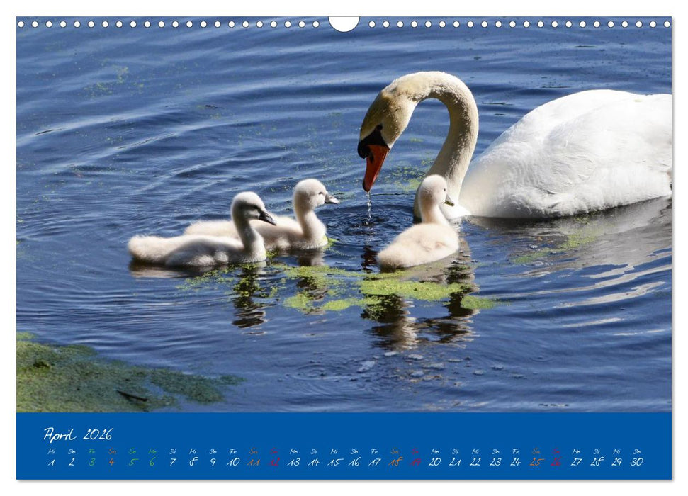 Schwanenfamilie, vom Ei bis zum Fliegen. (CALVENDO Wandkalender 2026)