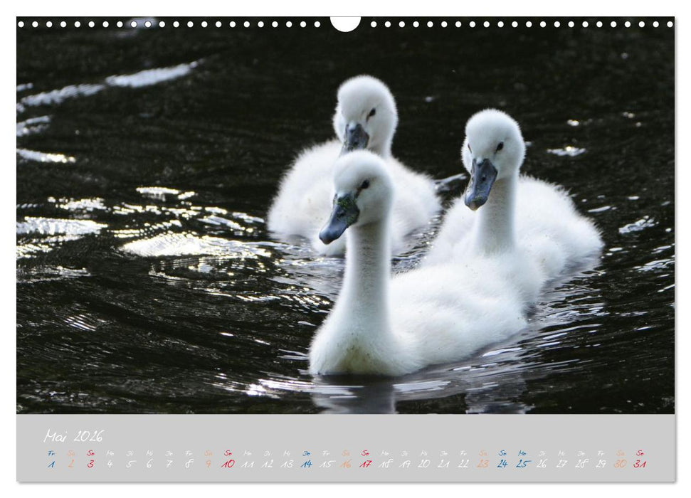 Schwanenfamilie, vom Ei bis zum Fliegen. (CALVENDO Wandkalender 2026)