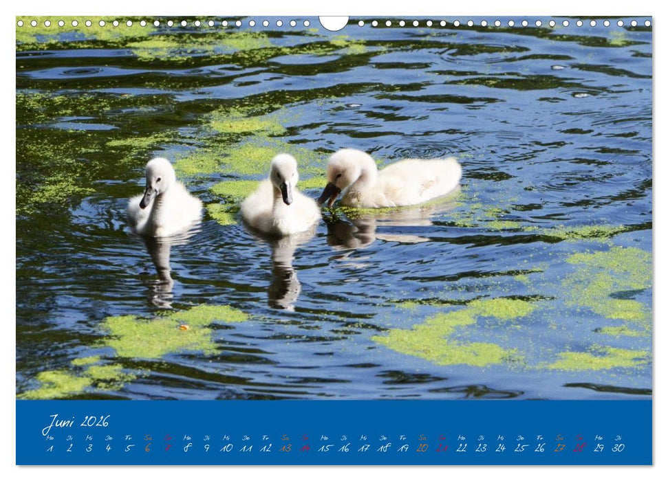 Schwanenfamilie, vom Ei bis zum Fliegen. (CALVENDO Wandkalender 2026)