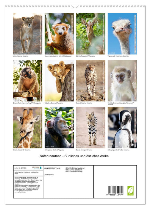 Safari hautnah - Südliches und östliches Afrika (CALVENDO Premium Wandkalender 2026)
