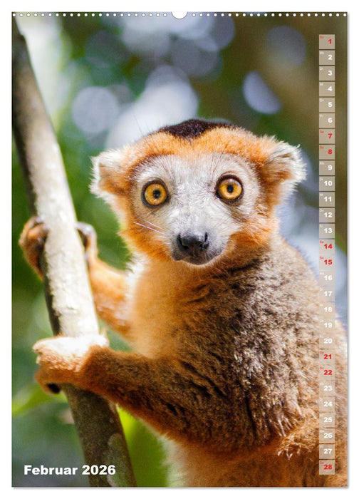 Safari hautnah - Südliches und östliches Afrika (CALVENDO Premium Wandkalender 2026)