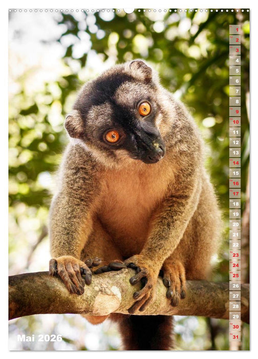 Safari hautnah - Südliches und östliches Afrika (CALVENDO Premium Wandkalender 2026)