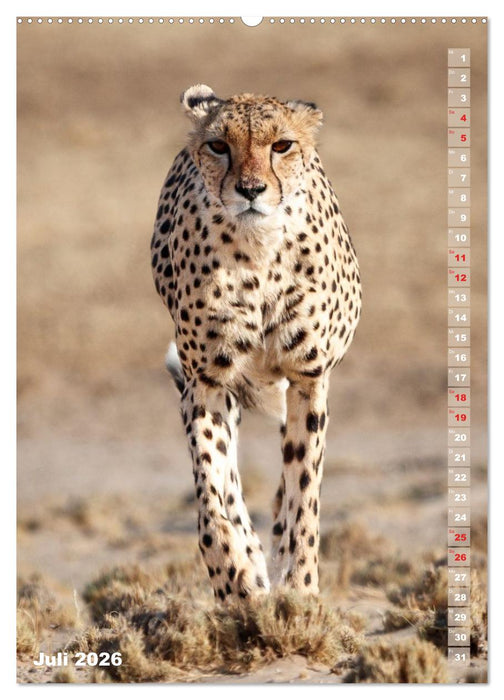 Safari hautnah - Südliches und östliches Afrika (CALVENDO Premium Wandkalender 2026)