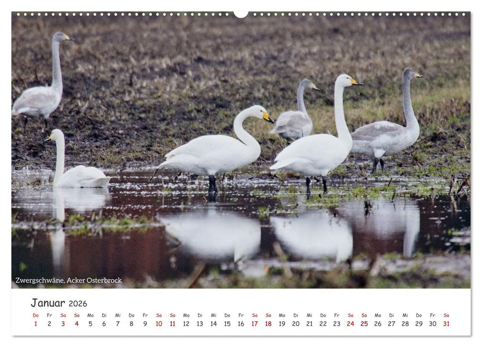 Emsland Impressionen (CALVENDO Wandkalender 2026)
