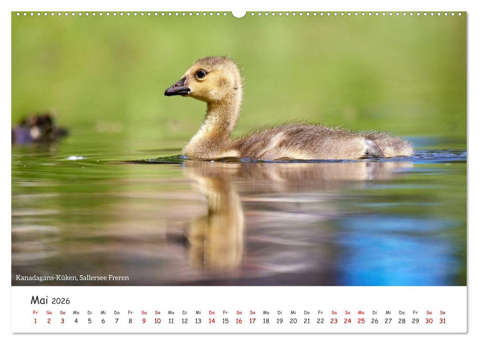 Emsland Impressionen (CALVENDO Premium Wandkalender 2026)