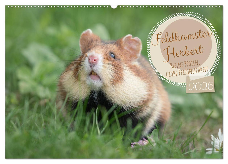 Feldhamster Herbert Kleine Pfoten, große Persönlichkeit (CALVENDO Wandkalender 2026)
