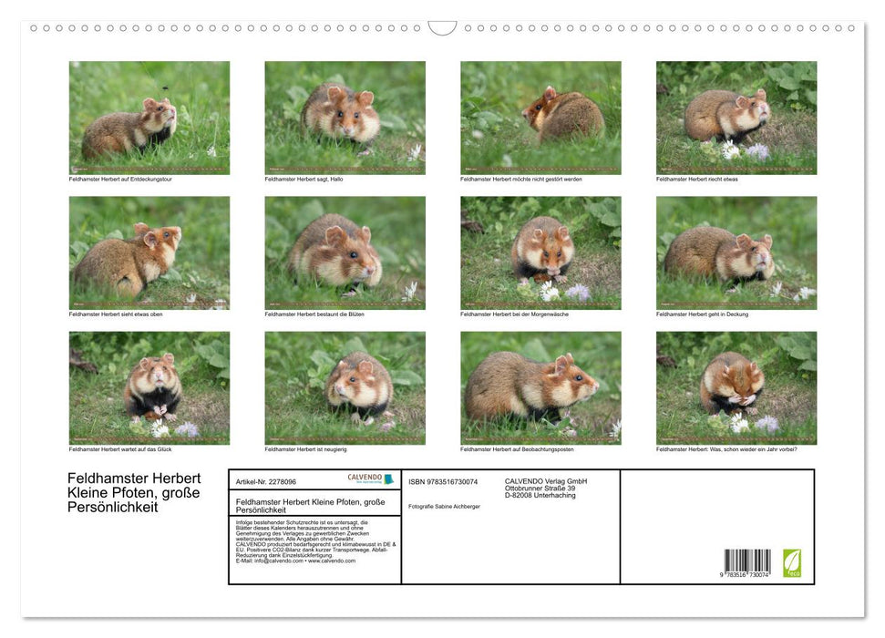 Feldhamster Herbert Kleine Pfoten, große Persönlichkeit (CALVENDO Wandkalender 2026)