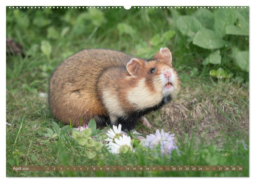 Feldhamster Herbert Kleine Pfoten, große Persönlichkeit (CALVENDO Wandkalender 2026)