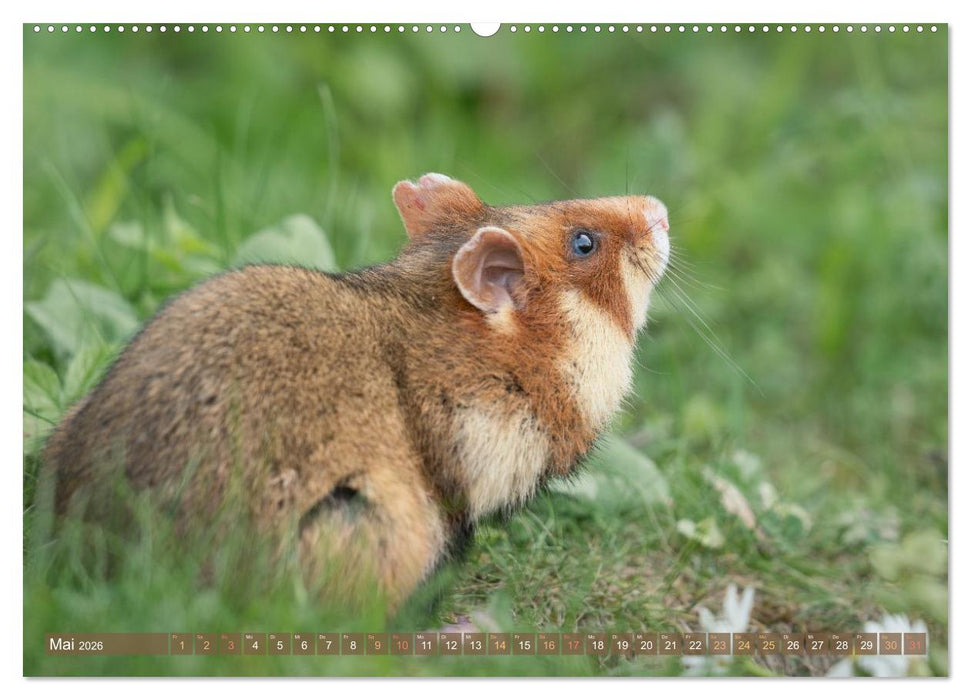Feldhamster Herbert Kleine Pfoten, große Persönlichkeit (CALVENDO Wandkalender 2026)