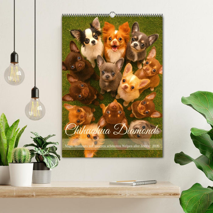 Chihuahua Diamonds – Magic Moments mit unseren schönsten Welpen aller Zeiten (CALVENDO Wandkalender 2026)