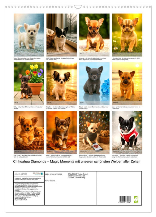 Chihuahua Diamonds – Magic Moments mit unseren schönsten Welpen aller Zeiten (CALVENDO Wandkalender 2026)