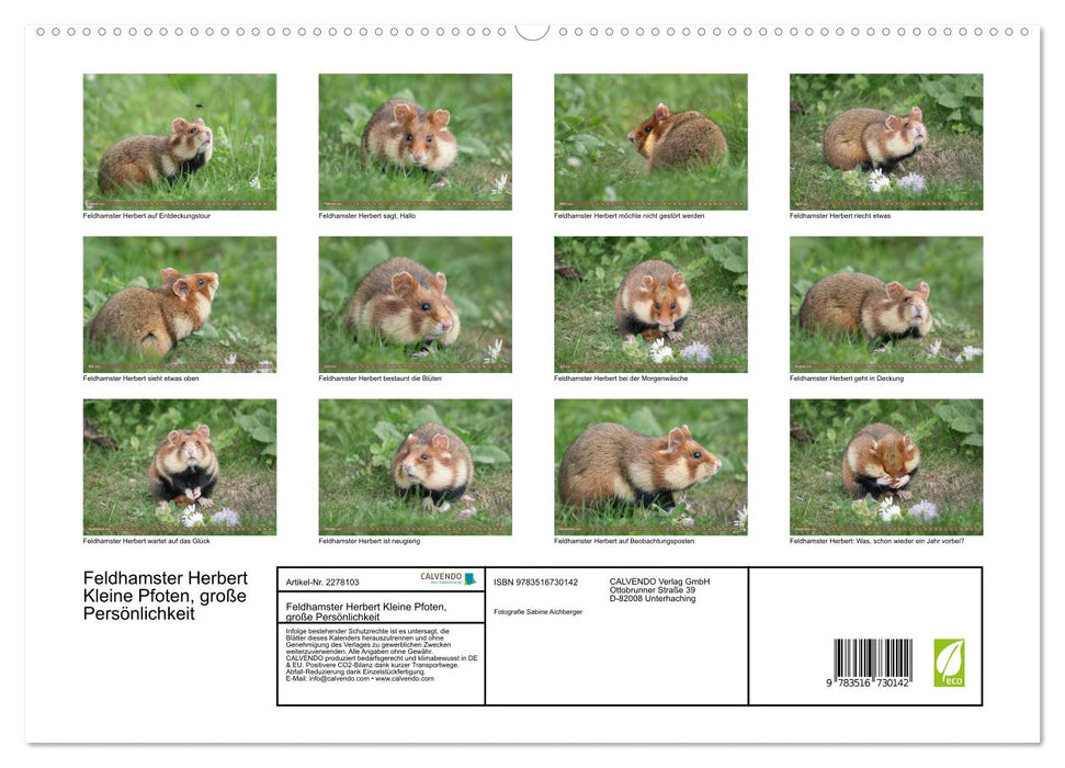 Feldhamster Herbert Kleine Pfoten, große Persönlichkeit (CALVENDO Premium Wandkalender 2026)