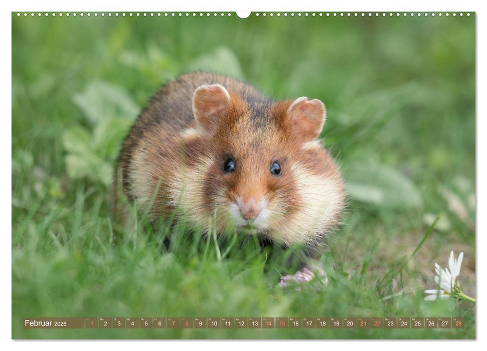 Feldhamster Herbert Kleine Pfoten, große Persönlichkeit (CALVENDO Premium Wandkalender 2026)