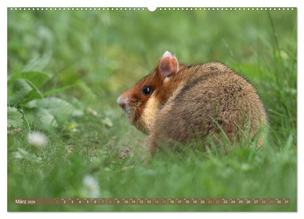 Feldhamster Herbert Kleine Pfoten, große Persönlichkeit (CALVENDO Premium Wandkalender 2026)