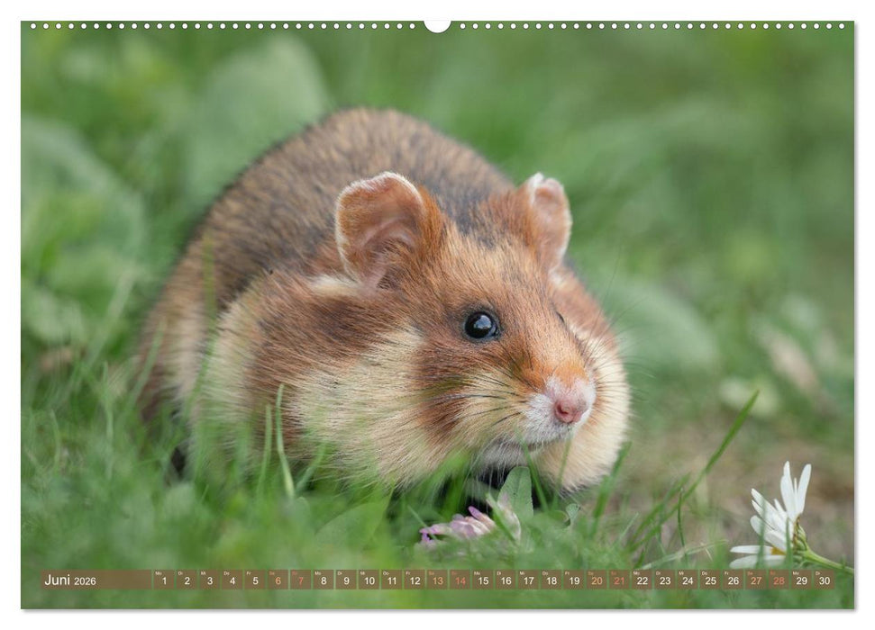 Feldhamster Herbert Kleine Pfoten, große Persönlichkeit (CALVENDO Premium Wandkalender 2026)