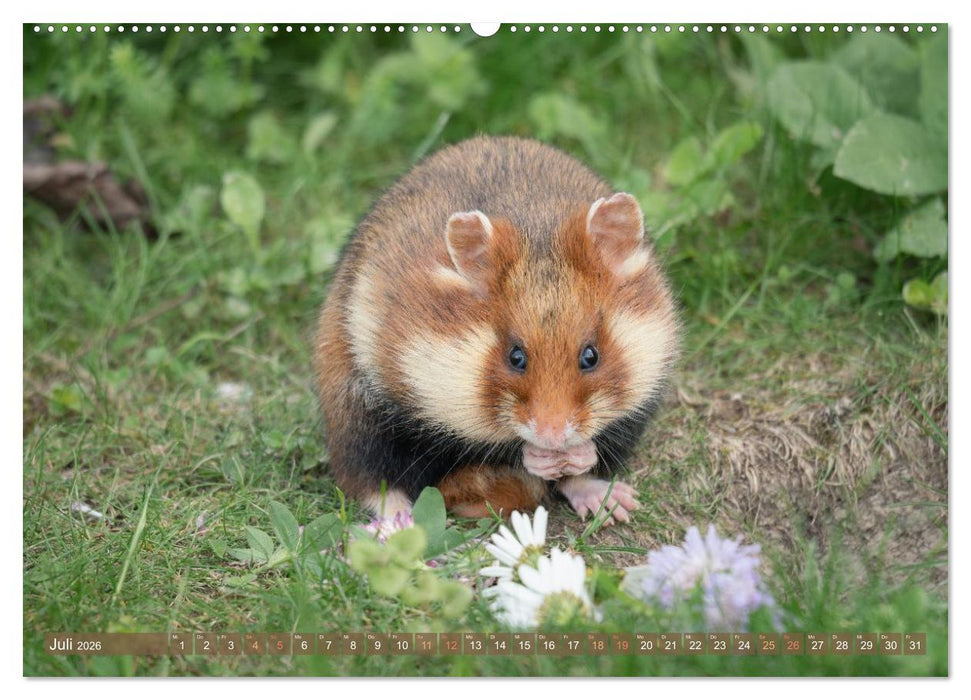 Feldhamster Herbert Kleine Pfoten, große Persönlichkeit (CALVENDO Premium Wandkalender 2026)