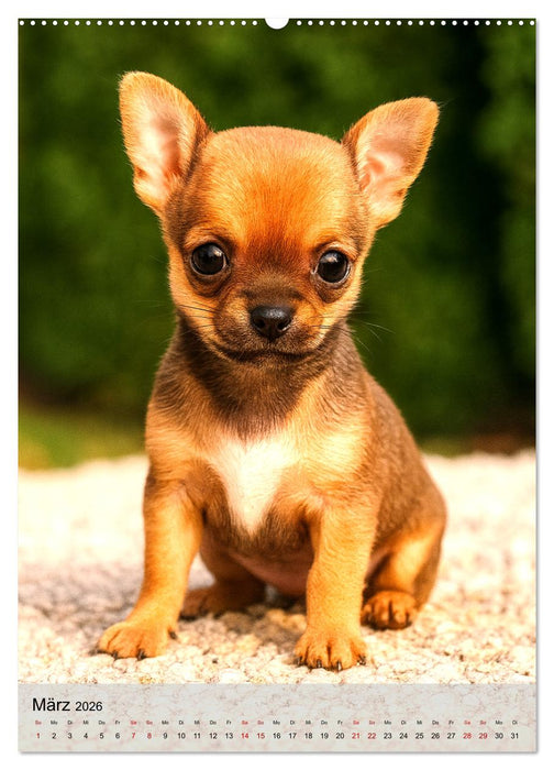 Chihuahua Diamonds – Magic Moments mit unseren schönsten Welpen aller Zeiten (CALVENDO Premium Wandkalender 2026)